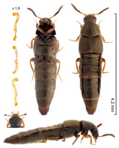 Haploglossa villosula